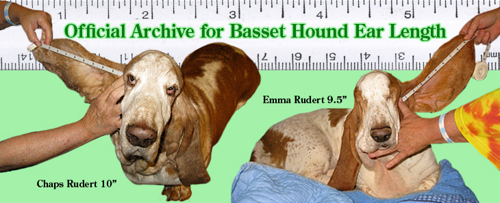 BassetHoundTown Blog/Vlog » OFFICIAL ARCHIVE FOR BASSET ...