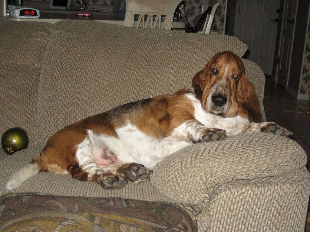 BassetHoundTown Blog Vlog OFFICIAL ARCHIVE FOR BASSET HOUND EAR LENGTH
