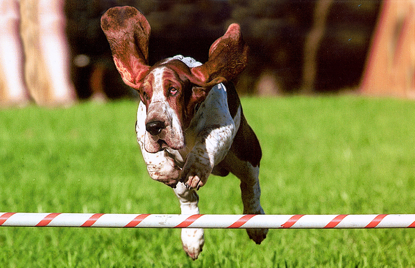basset hound jumping