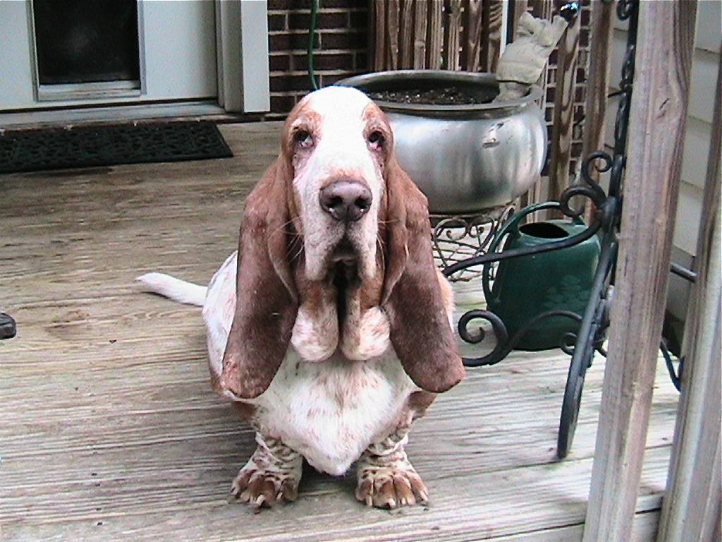 Spring Basset Hounds