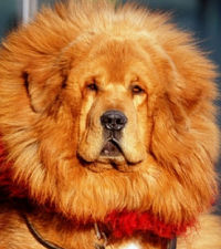 tibetan mastiff red