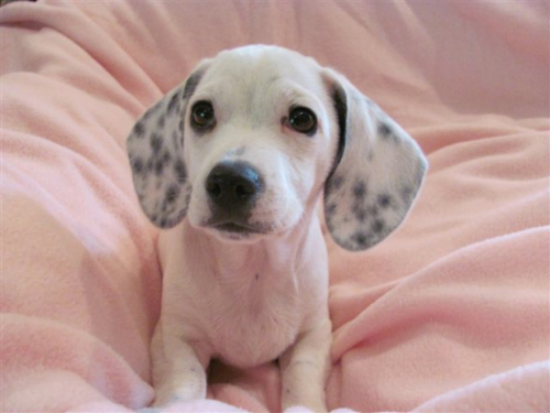dachshund dalmatian mix puppies for sale
