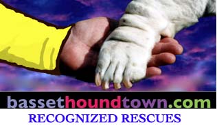 Recognized basset hound rescues in bassethoundtown