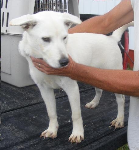 whitelab