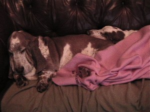Chaps Emma pink blanket