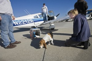 bassett_hound