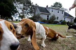 bassett hound