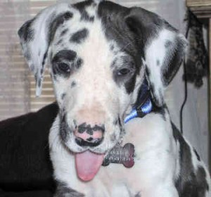 great-dane-0120