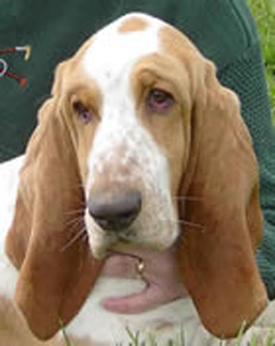 Basset hound therapy deals dog