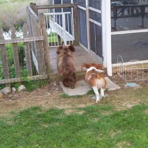 dog_bobbins