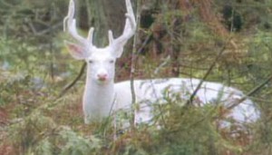 white_deer