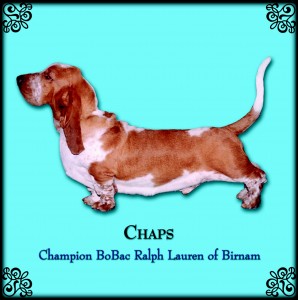 chaps-poster