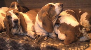 hounds-abound-at-crufts