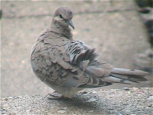 img_2668