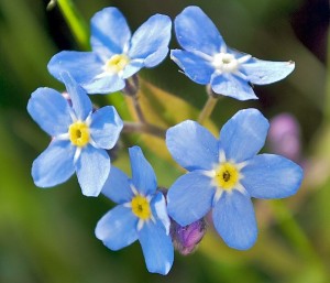 Forgetmenot-Flower