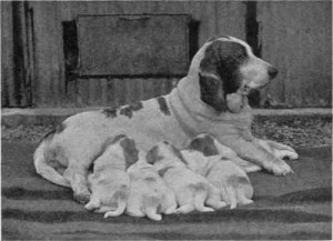 MRS-TOTTIE-S-BASSET-HOUND-GRAVITY-AND-LITTER
