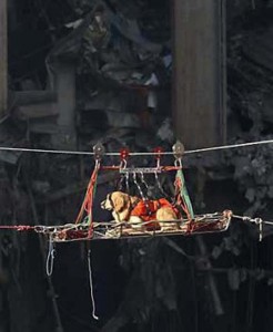 Rescue dog working