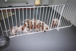litter mates