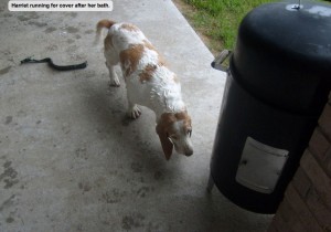 Harriet running for cover after her bath.