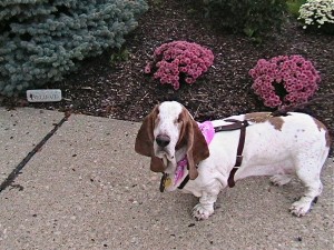 IMG_3842