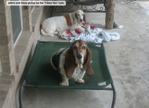 Jethro and Ozzie giving me the "I Dare You" look.
