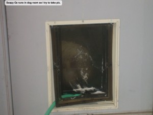 Soapy Oz runs in dog room as I try to take pic.