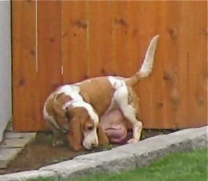 breast cancer in bassets