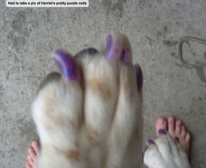 had to take a pic of harriet's pretty purple nails!