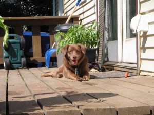 IMG_0271 IMG_0271