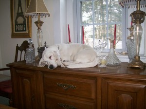 Paul newman dozing
