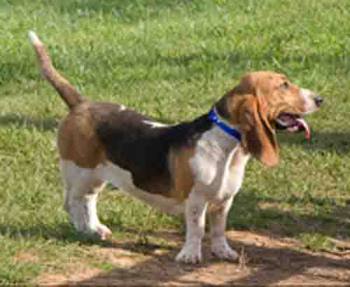 basset hunter