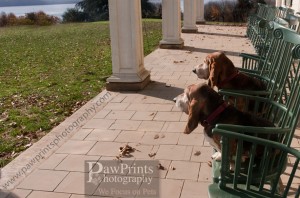 mtvernon4