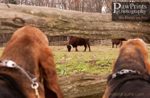 mtvernon5