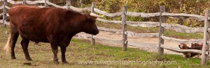 mtvernon6