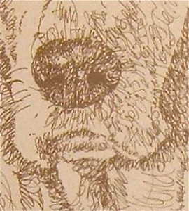 nose