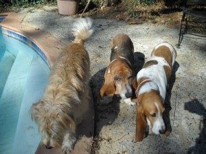 oneofthepack