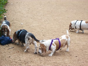 Doyle hounds