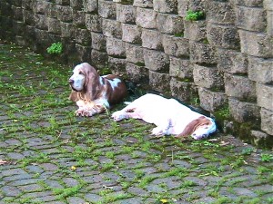 IMG_6529