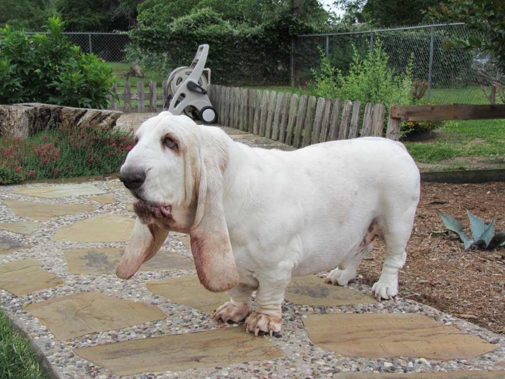 all white basset hound