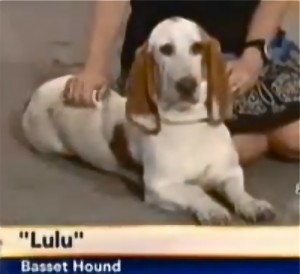 Lulu basset hound