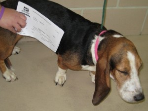 OH HOUND 2