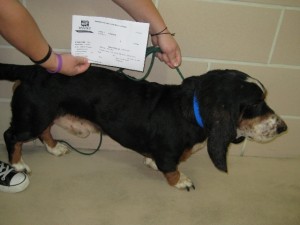 OH HOUND 4