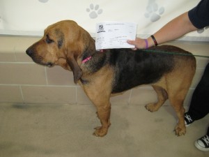 OH HOUND 5