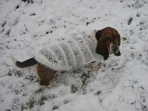 Cute Chzech Republic hound in coat