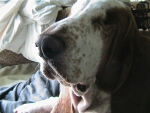 IMG_7932