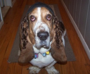 Shelly's hound