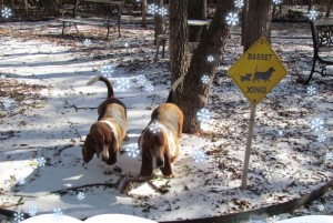 Bassetcrossing