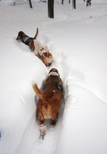 Russian hounds