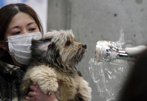 dog-gets-radiation-scan