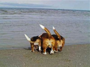 beachbutts